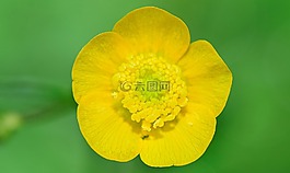 性質(zhì),花,宏