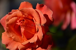 花,自然,玫瑰