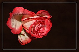 玫瑰,豐花,玫瑰綻放