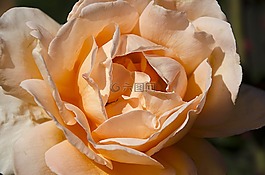 花,花瓣,自然