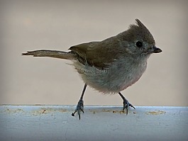 鳥(niǎo),可愛(ài),動(dòng)物