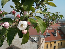 花,盛開,開花