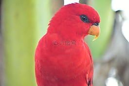 红鹦鹉,鹦鹉,鸟嘴