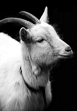 山羊,比利山羊,角