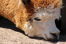 駝,動(dòng)物園,動(dòng)物