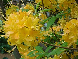 鮮花,春,黃色