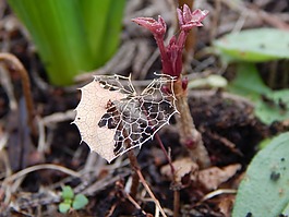 植物,秋,葉