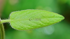 性質(zhì),葉,綠色的樹葉