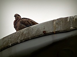 鴿子,鳥,光