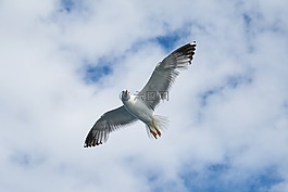 海鷗,鳥,動(dòng)物