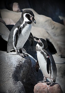 企鵝,動物園,動物