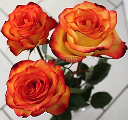 玫瑰,鮮花,花