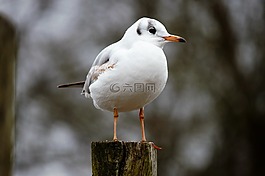 鸟,嘴鸥,chroicocephalus ridibundus