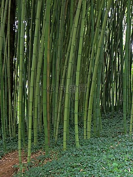 竹,花園,植物