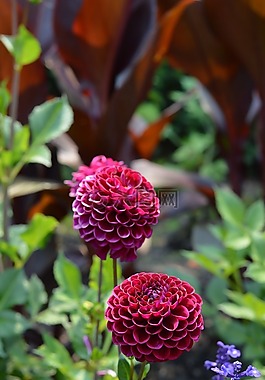鮮花,芝加哥,植物園