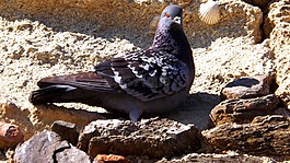鴿子,鳥,墻
