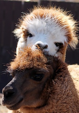 駝,動物園,動物