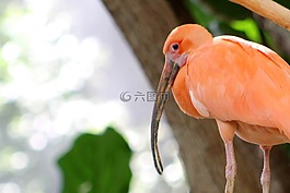 鳥(niǎo),動(dòng)物園,自然