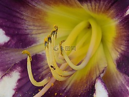 黃花菜,花粉,一天