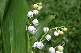 鈴蘭,convallaria majalis,花