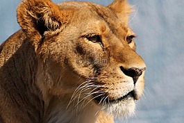 母獅,動(dòng)物園,動(dòng)物