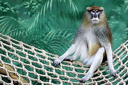 猴子,動(dòng)物園,動(dòng)物