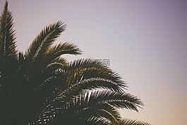 椰子,樹,綠色