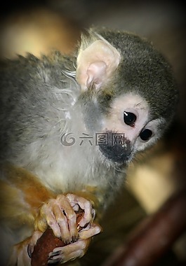 猴子,動物園,動物