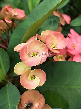 花,顏色,不公正的批評腿