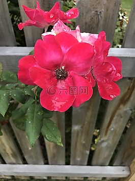 鮮花,露水,粉紅色