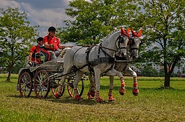 駕駛教練,馬車,馬匹