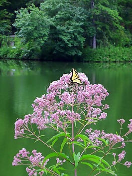 蝴蝶,湖,昆蟲