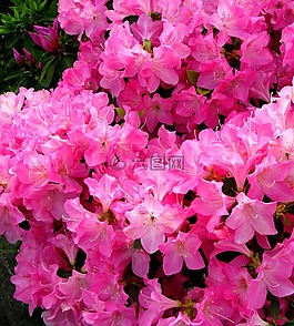 鮮花,5 月,小月