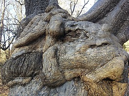 老木,公園,馬里博爾