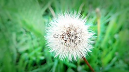 蒲公英,白花,大自然