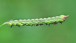 性質(zhì),干,植物