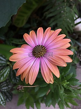雛菊,花,鮮花