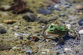 青蛙,動物,蟾蜍