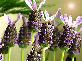 熏衣草,花,多年生