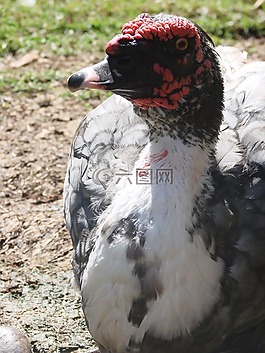鴨,鳥,動物