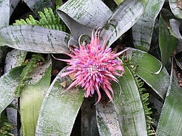 花,自然,春