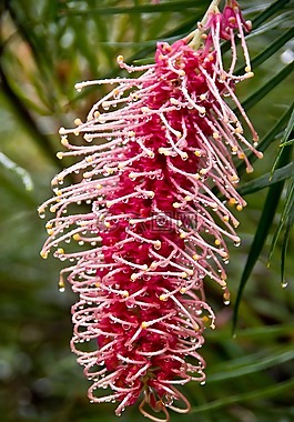 grevillea,花,粉红色