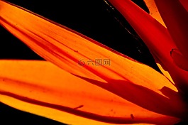 天堂鳥之花,花,花瓣