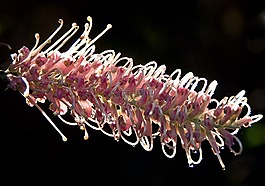 grevillea,花,澳大利亚