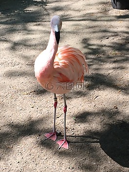 火烈鳥,鳥,動物園