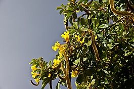 豆莢,開(kāi)花,鮮花