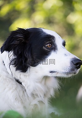 狗,動物,目睹