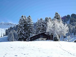 冬天,雪,寒冬