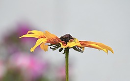 花,自然,植物區(qū)系