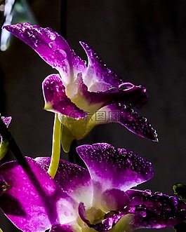 后,購買,花